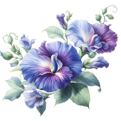 Butterfly pea