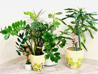 Corner in the apartment with decorative flowers in ceramic pots.