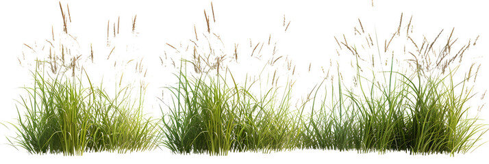 Nature tall meadow grass cut out transparent backgrounds 3d illustration - obrazy, fototapety, plakaty