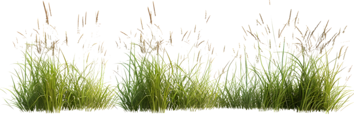 Nature tall meadow grass cut out transparent backgrounds 3d illustration