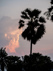 Silhouette of Sugar palm tree with magenta sky and clouds at dusk - 736877872