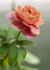 Shape and colors of roses that bloom in the garden - 736878007