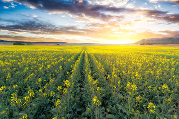 Obraz premium Sunrise in a large yellow field of Oilseed Rape Field located in Spain. Close-up view of yellow rapeseed field at sunrise, Spain