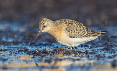 The curlew sandpiper - young bird at a seashore on the autumn migration way