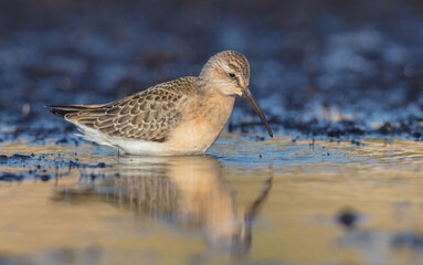 The curlew sandpiper - young bird at a seashore on the autumn migration way