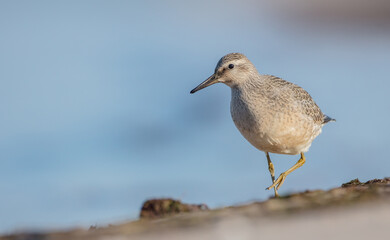 Red Knot - on the autumn migration way at a seashore