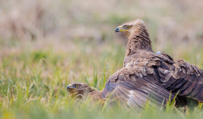 Lesser spotted eagle - pair of birds in spring