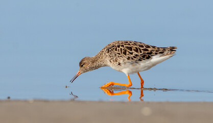 Ruff -  female feeding at the wetland on the mating season in spring