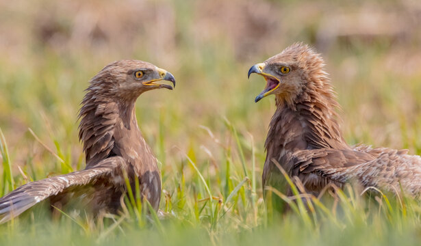 Lesser spotted eagle - pair of birds in spring