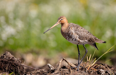 The black-tailed godwit - adult bird at a wet fields in late spring