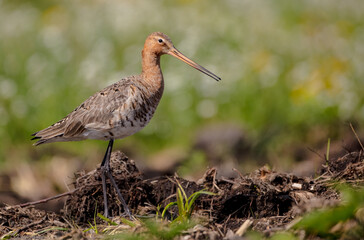 The black-tailed godwit - adult bird at a wet fields in late spring