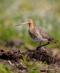 The black-tailed godwit - adult bird at a wet fields in late spring