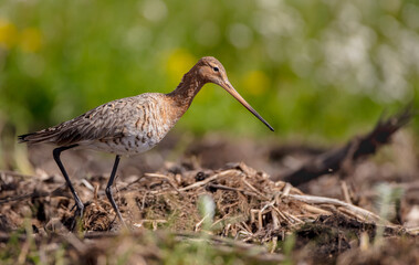 The black-tailed godwit - adult bird at a wet fields in late spring