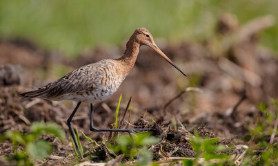 The black-tailed godwit - adult bird at a wet fields in late spring