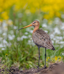 The black-tailed godwit - adult bird at a wet fields in late spring