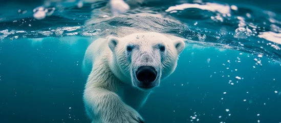 Keuken spatwand met foto a polar bear is swimming underwater in the ocean . High quality © 2rogan