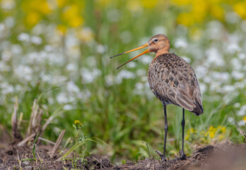 The black-tailed godwit - adult bird at a wet fields in late spring