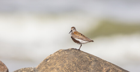 Dunlin - adult bird at a seashore on the autumn migration way