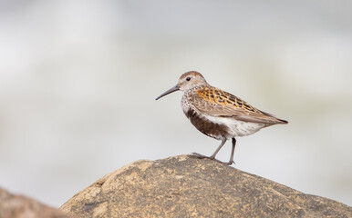Dunlin - adult bird at a seashore on the autumn migration way