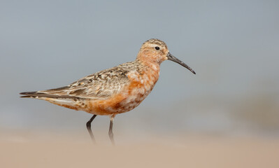 The curlew sandpiper - adult bird at a seashore on the autumn migration way