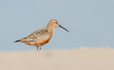 The curlew sandpiper - adult bird at a seashore on the autumn migration way