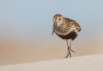 Dunlin - adult bird at a seashore on the autumn migration way