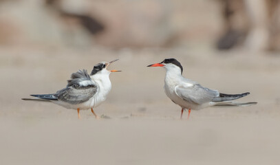 Common tern - adult bird and juvenile on the autumn migration way at seashore