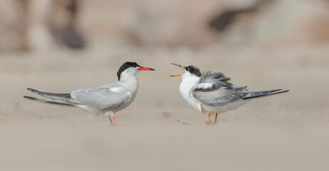 Common tern - adult bird and juvenile on the autumn migration way at seashore