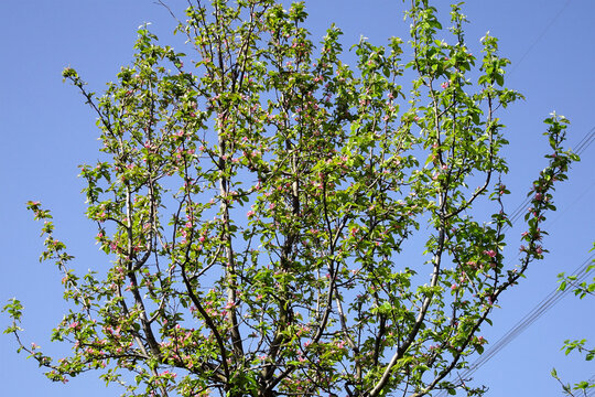 花が咲いているカリン（ Pseudocydonia sinensis）の木