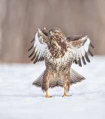 Common Buzzard in winter at a wet forest