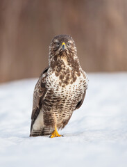 Common Buzzard in winter at a wet forest