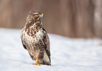 Common Buzzard in winter at a wet forest
