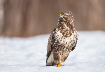 Common Buzzard in winter at a wet forest