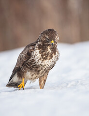 Common Buzzard in winter at a wet forest