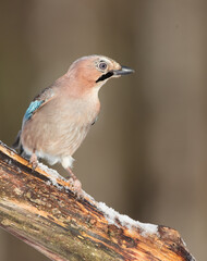 Eurasian Jay - in winter at the wet forest