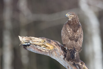 Common Buzzard in winter at a wet forest