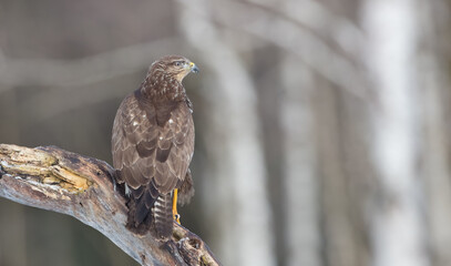 Common Buzzard in winter at a wet forest