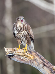 Common Buzzard in winter at a wet forest