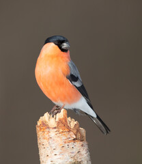 Eurasian Bullfinch - male at a wet forest in winter