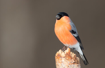 Eurasian Bullfinch - male at a wet forest in winter