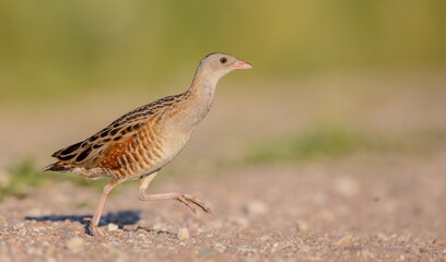 Corn crake - male bird at a meadow in the beginning of the summer