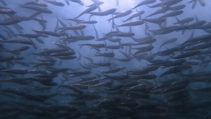Underwater photo of school of fish. From a scuba dive in the Andaman Sea. Thailand.