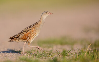 Corn crake - male bird at a meadow in the beginning of the summer