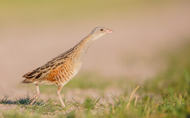 Corn crake - male bird at a meadow in the beginning of the summer