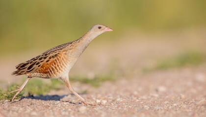 Corn crake - male bird at a meadow in the beginning of the summer