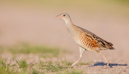 Corn crake - male bird at a meadow in the beginning of the summer