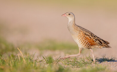 Corn crake - male bird at a meadow in the beginning of the summer