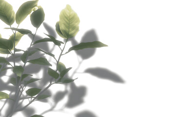 Shadow blurry plants leaves moving cutout transparent backgrounds 3d render png