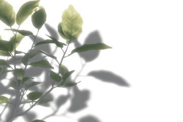 Shadow blurry plants leaves moving cutout transparent backgrounds 3d render png