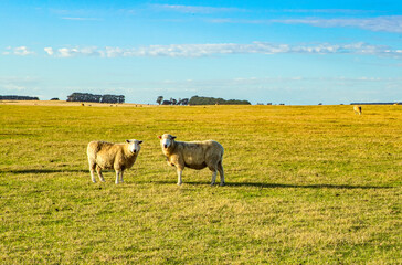 Fototapeta na wymiar The view of a pair of sheep on the grassland near the Great Ocean Road in regional Victoria